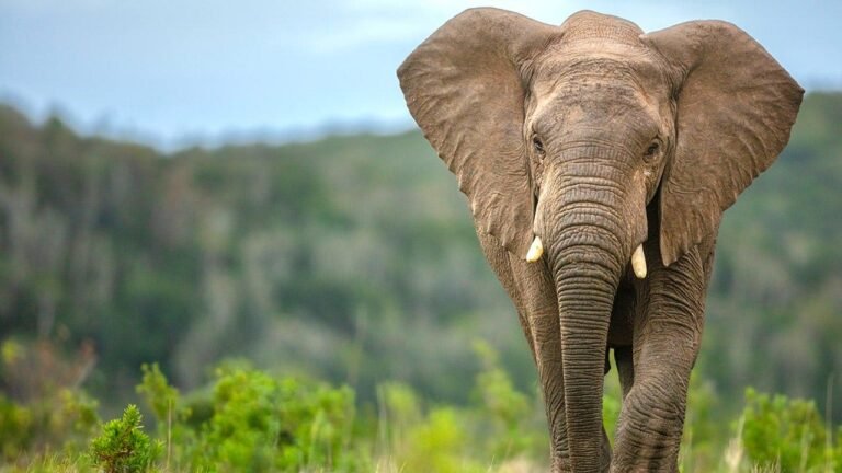 ANCIENT-HUMANS-BUTCHERED-ELEPHANTS-FOOD-DRINK-DISCOVERY-ARCHAEOLOGY-HISTORY-2.jpeg