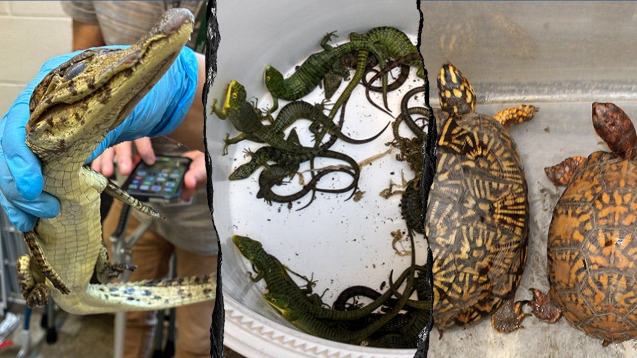 Reptiles-discovered-in-car-at-US-Mexico-border.jpg