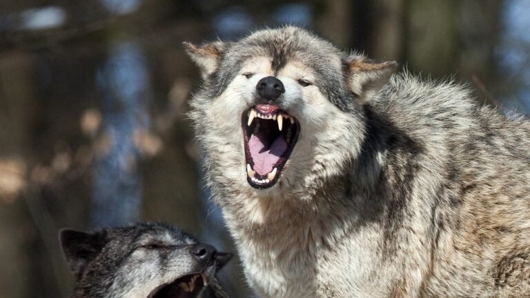 Wolf.jpeg