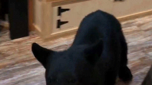 bear-counter-jump-gatlinburg-tn-fox-news-001.gif