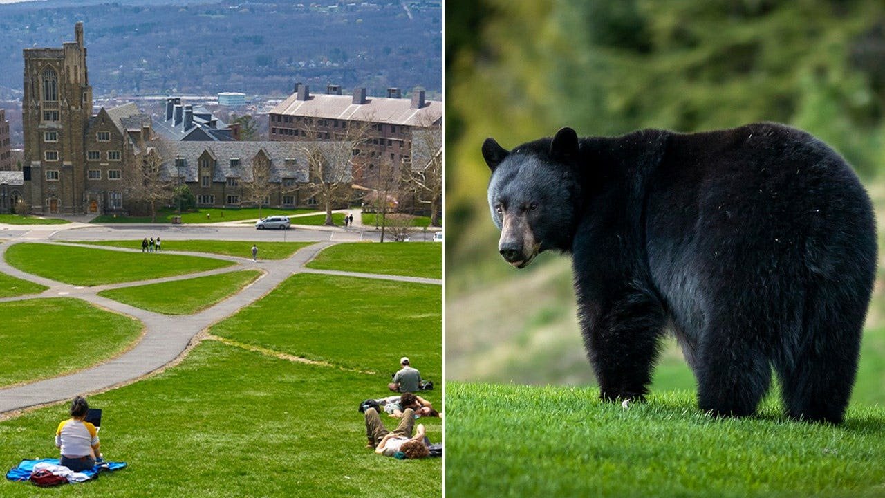 bear_cornell.jpg