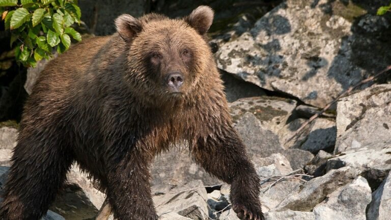 brown-bear-salmon-lake-clark.jpg