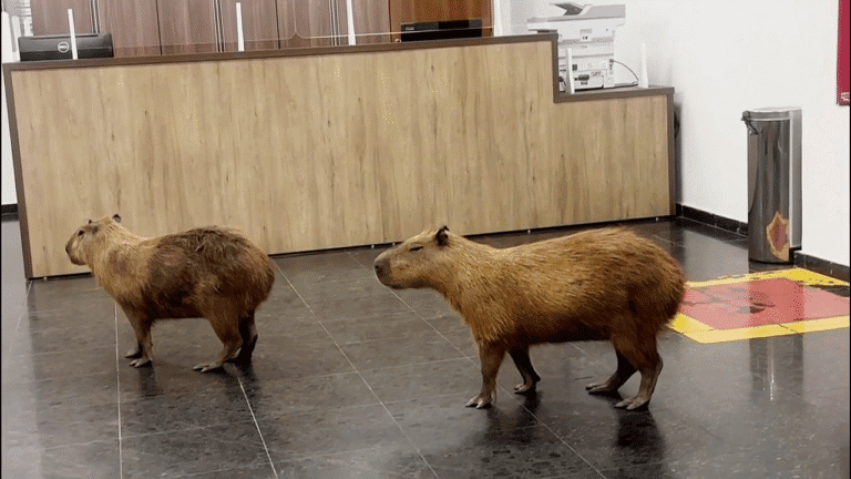 capybara-brazil-outside-lawmakers.png