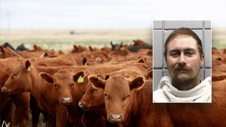 cowmugshot.png