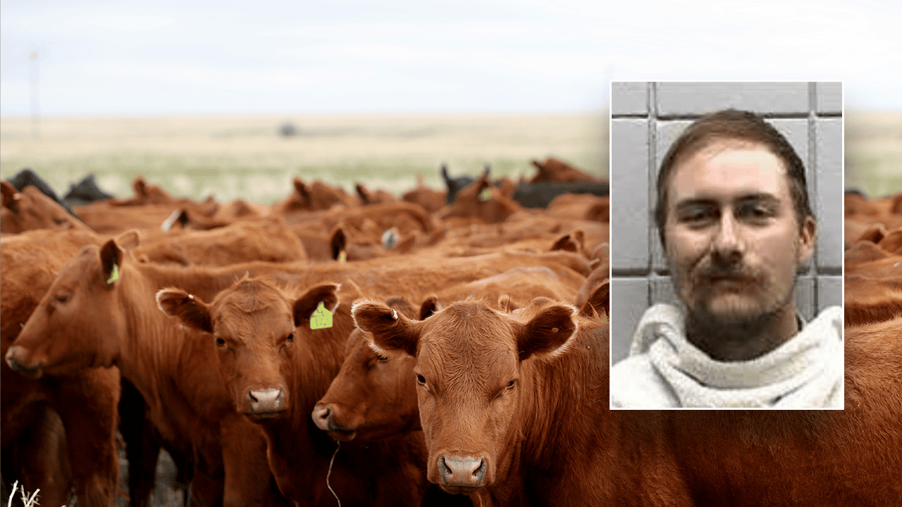 cowmugshot.png