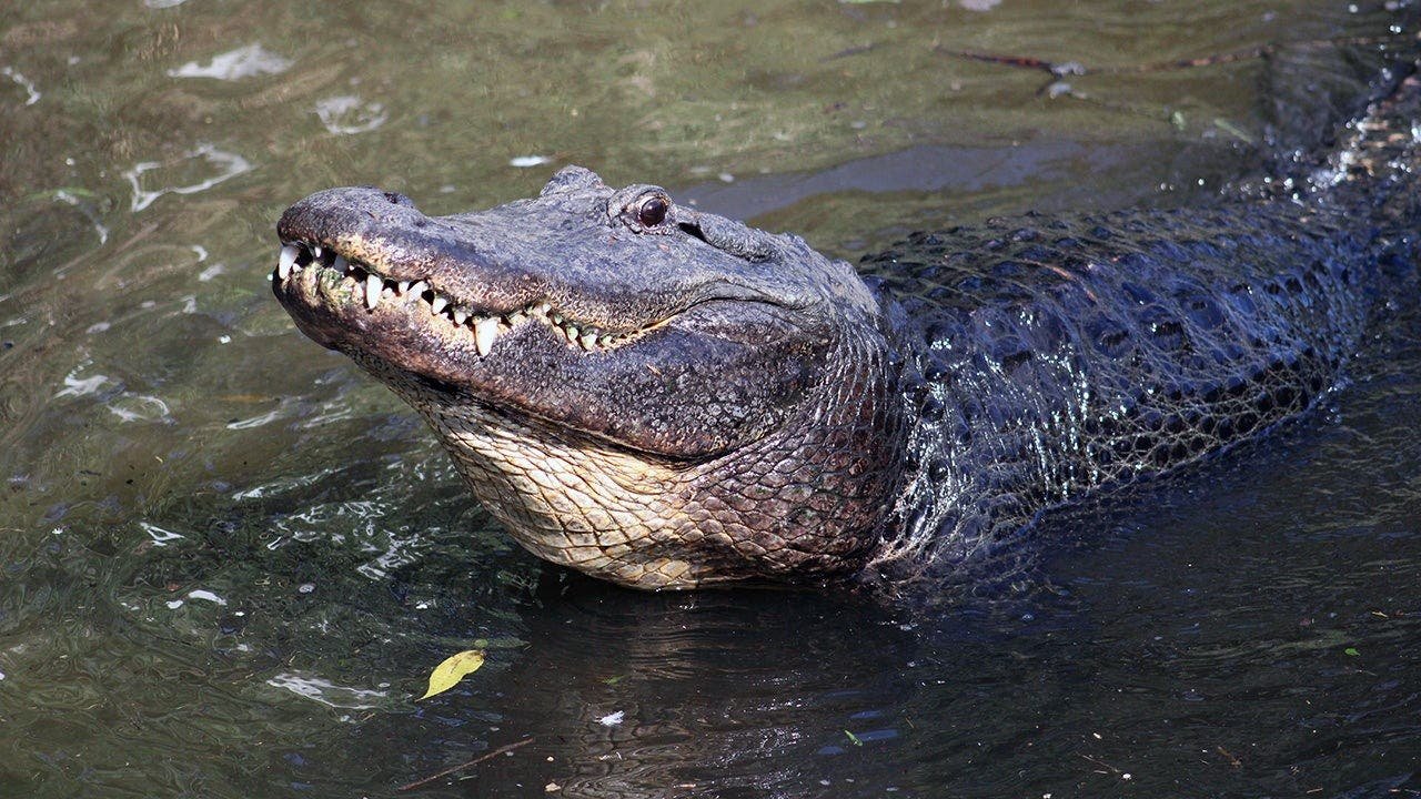 crocodilian-biology-management-course-florida.jpg