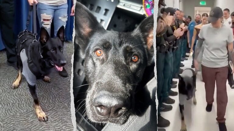 k9-ace-polk-county-shooting-recovery.jpg