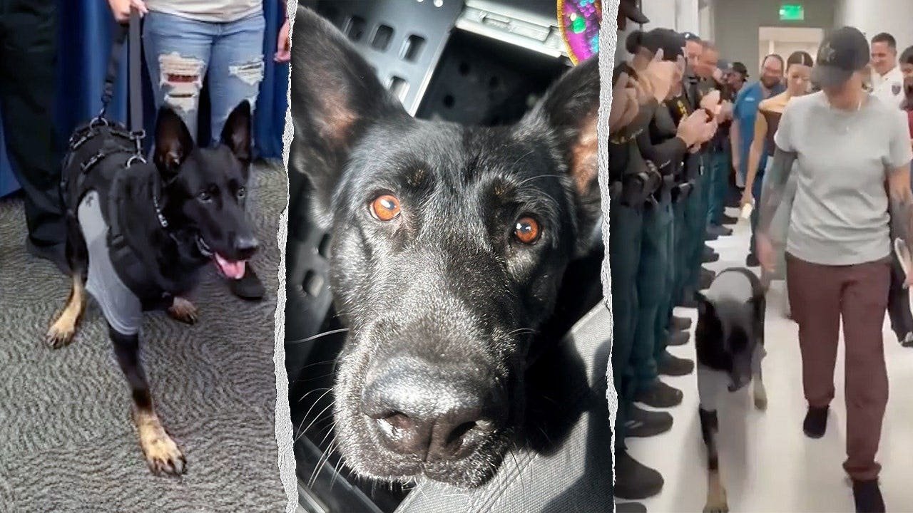 k9-ace-polk-county-shooting-recovery.jpg