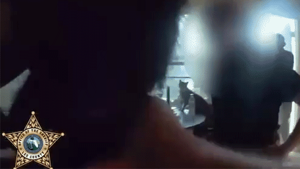 luna-kitten-lee-county-florida.gif