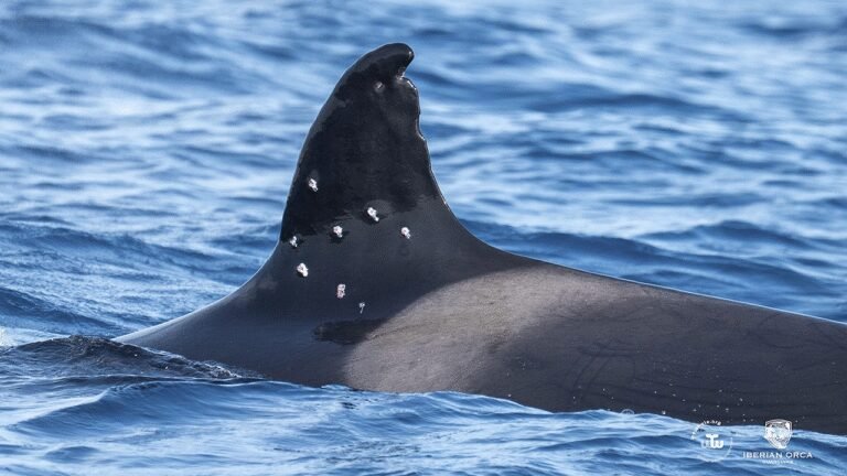 oldest-iberian-orca-toni-shotgun-pellet-wounds.jpg