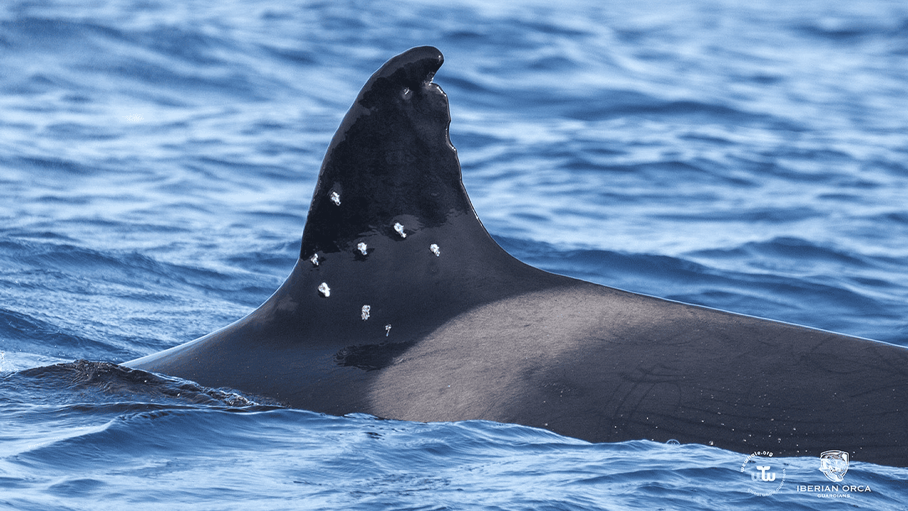 oldest-iberian-orca-toni-shotgun-pellet-wounds.jpg