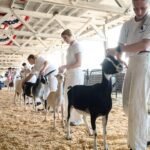 petting-zoo-goats-rabies-children-north-carolina.jpg