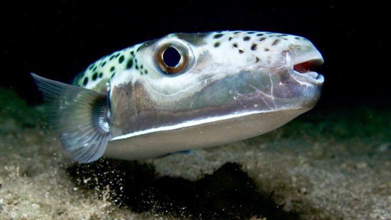 puffer_fish-1.jpg