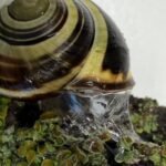 urlhttp3A2F2Fnpr-brightspot.s3.amazonaws.com2F5e2Fbd2Fe09fb420434bb6de4f10f2967bd72Fsnail-c.jpeg