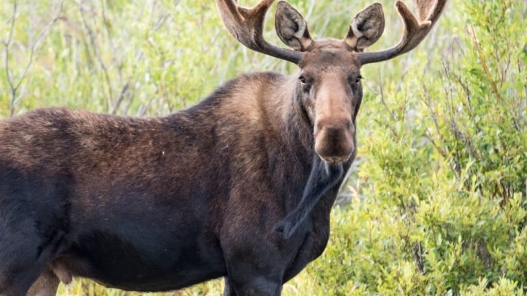 Moose_Montana.jpg