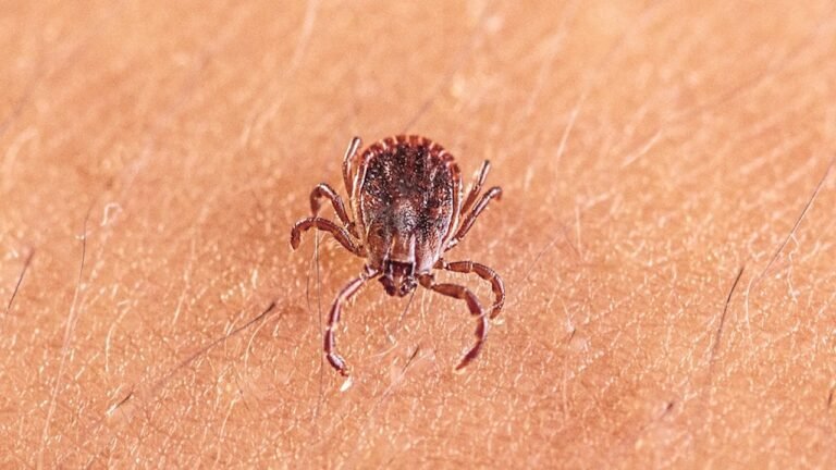 asian-longhorned-tick.jpg