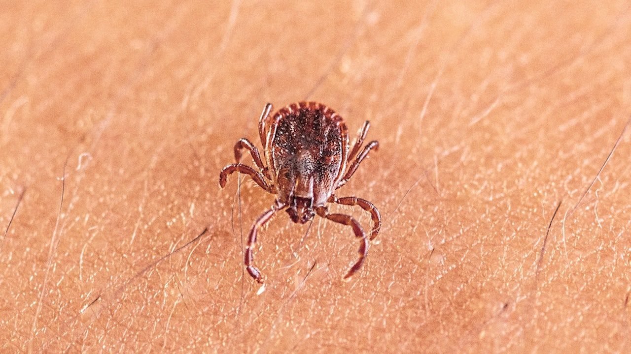asian-longhorned-tick.jpg