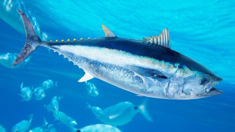 bluefin-tuna-042026.jpeg