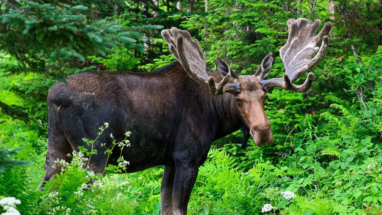 bull-moose-summer-quebec-canada.jpg