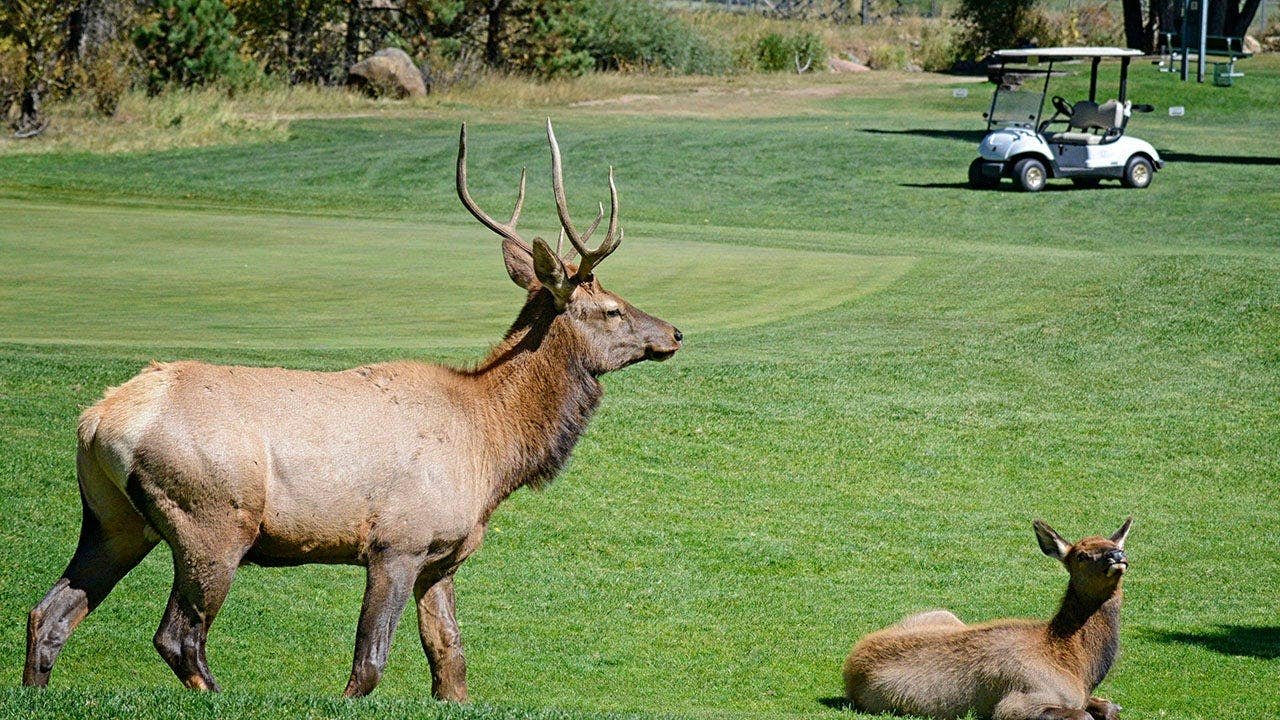male-elk-calf-golf-course.jpg