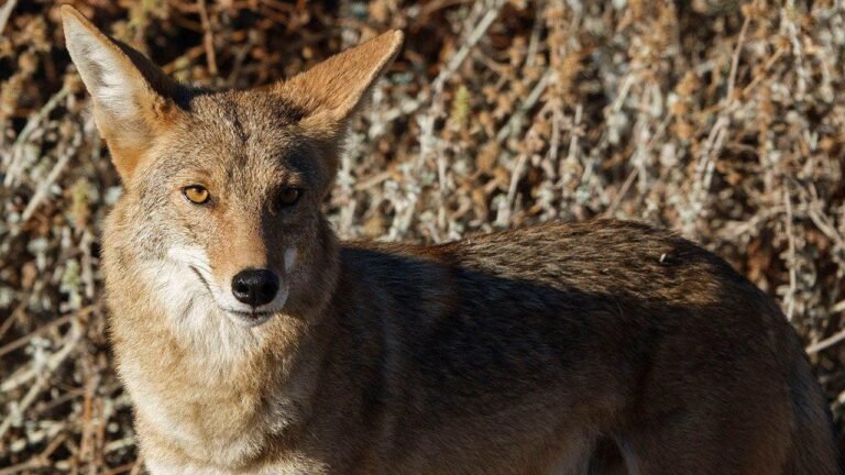 mom-fights-off-coyote-with-flip-flop.jpg