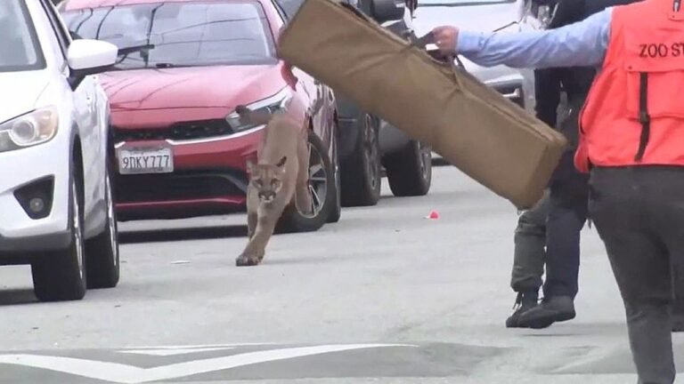 mountian-lion-evading-capture-in-sf.jpg