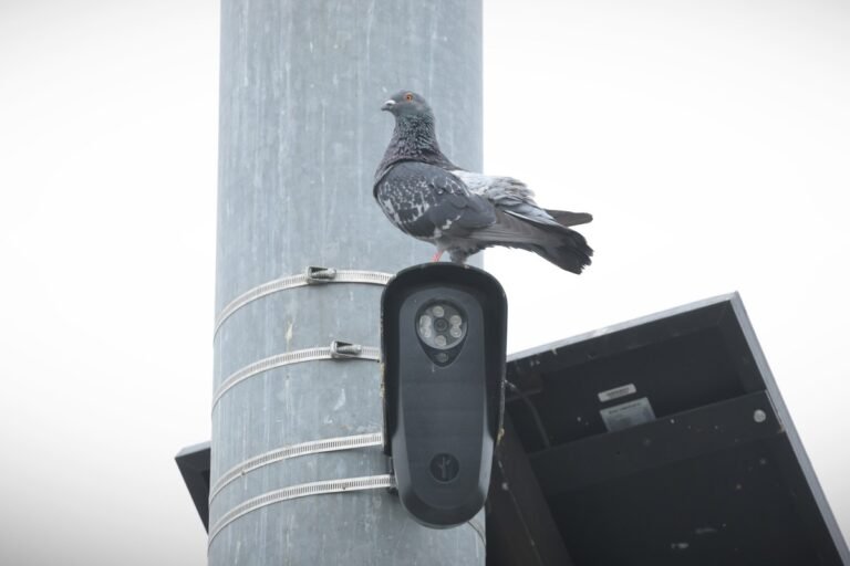 pigeon-flock-2289958923.jpg