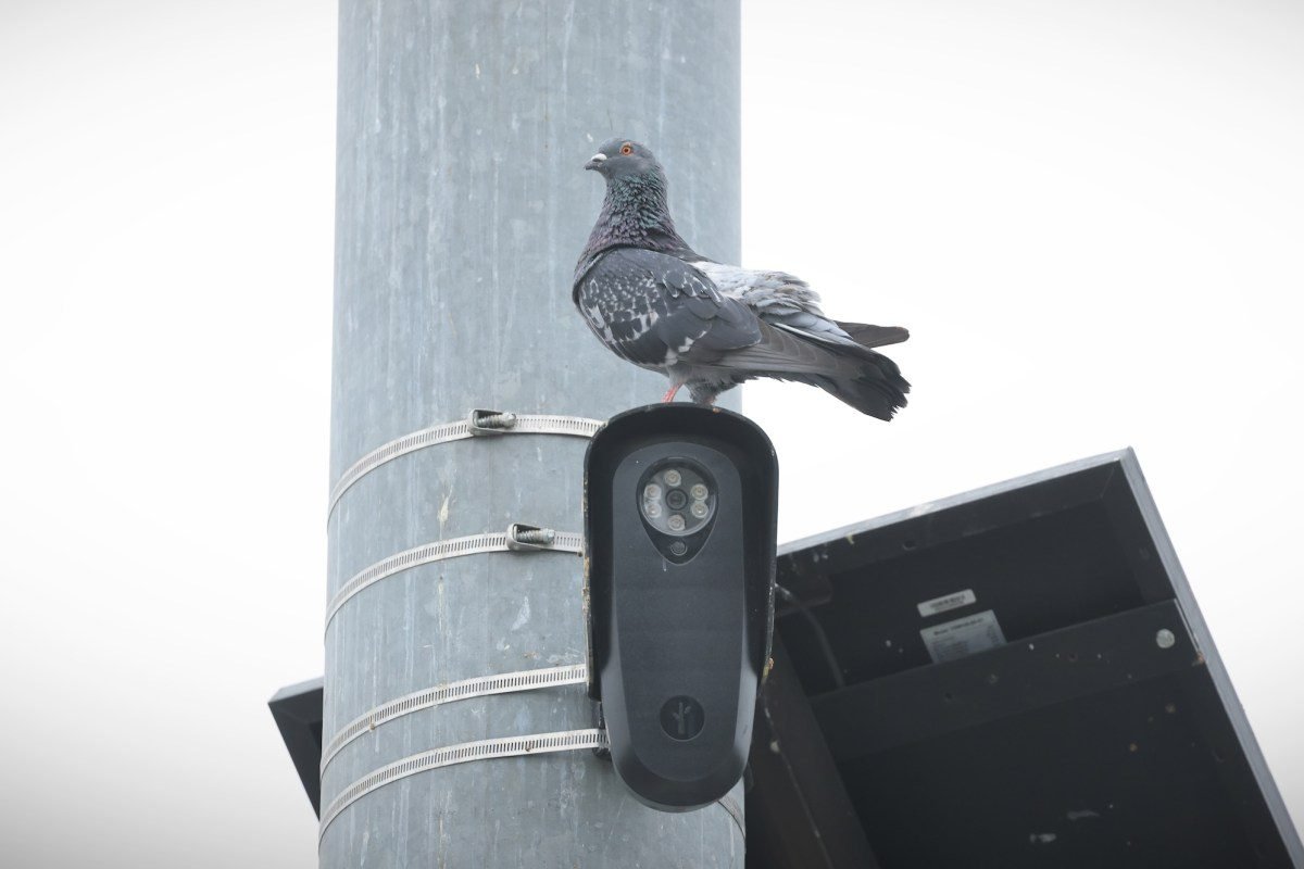 pigeon-flock-2289958923.jpg
