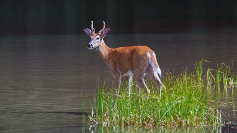 whitetail-deer-buck-velvet-antlers-canada.jpg