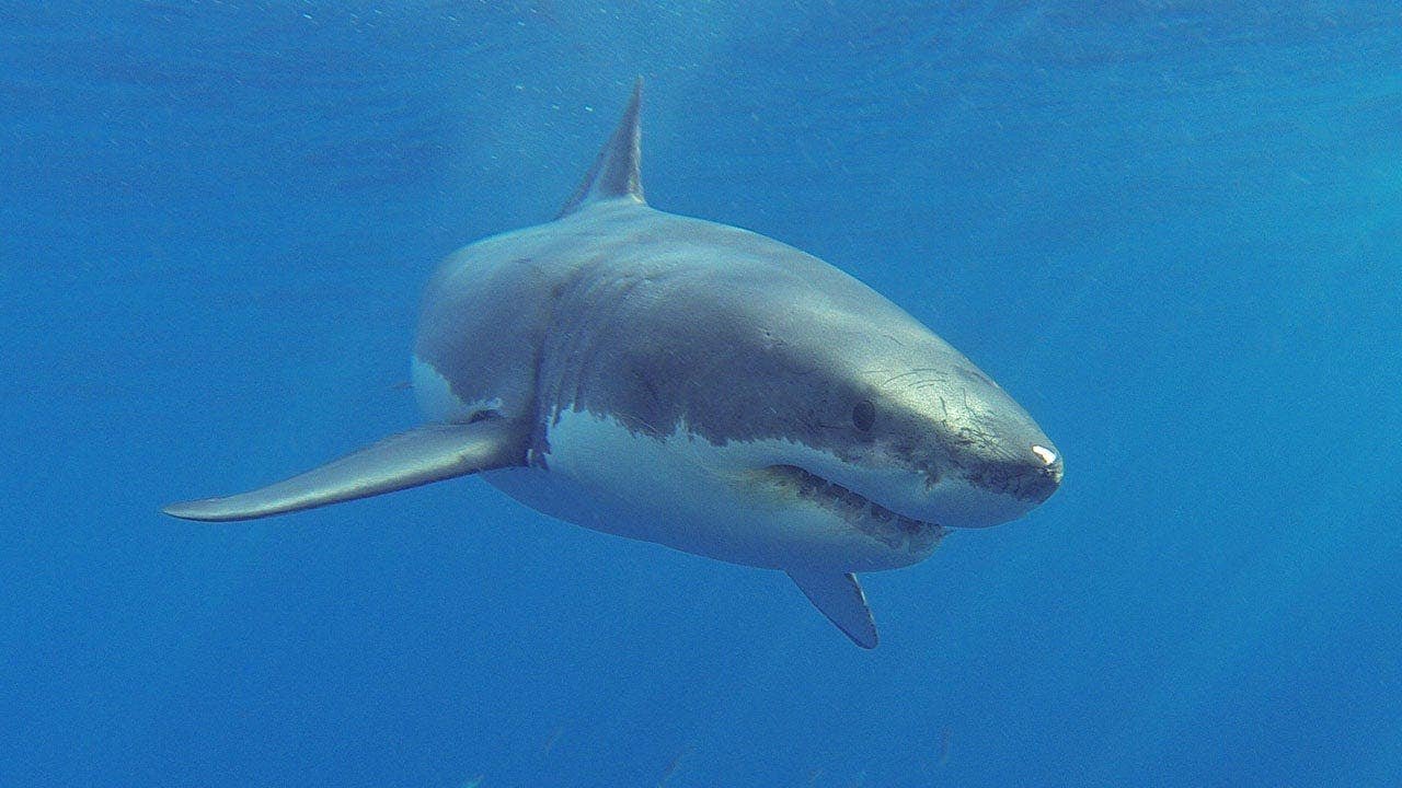 1793385388_great-white-shark-isla-guadalupe.jpg
