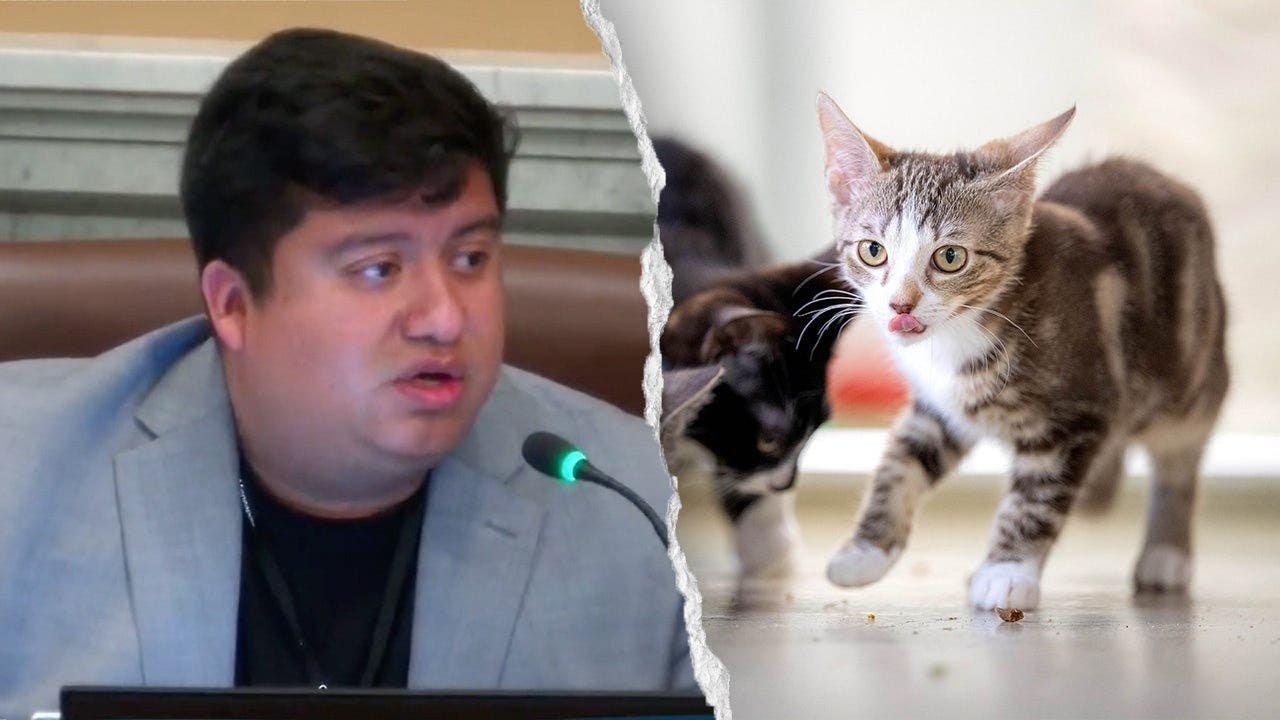 MN-council-member-cats_001.jpg