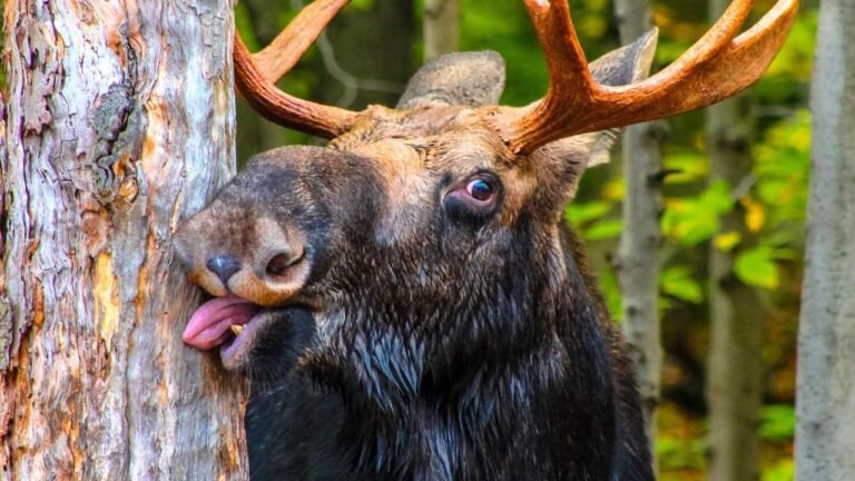 Moose_Montana_Viral_Video_001.jpg