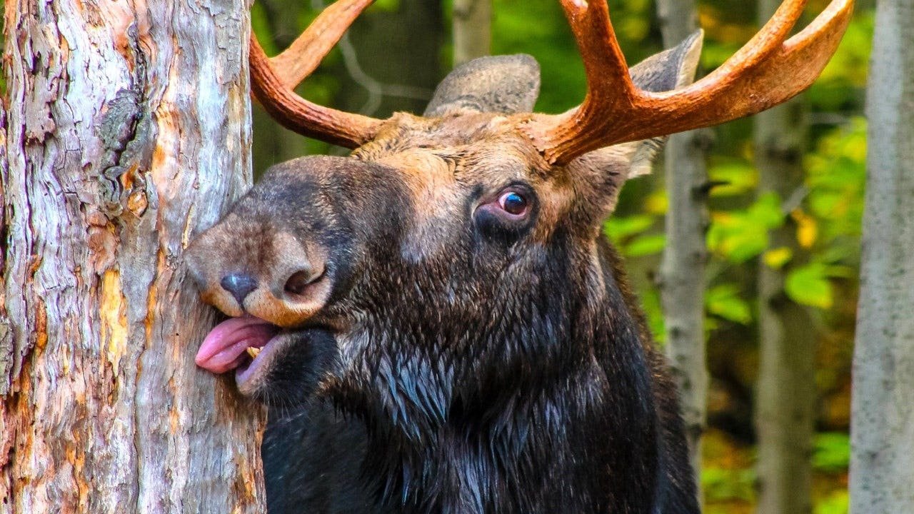 Moose_Montana_Viral_Video_001.jpg