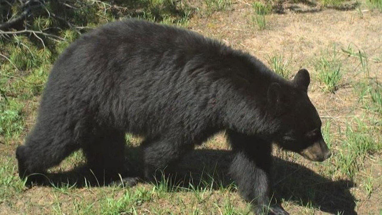 black-bear.jpg