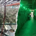 california-cannabis-raid.jpg