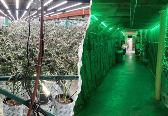 california-cannabis-raid.jpg