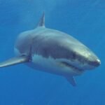 great-white-shark-isla-guadalupe.jpg