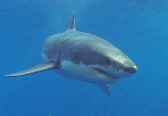 great-white-shark-isla-guadalupe.jpg