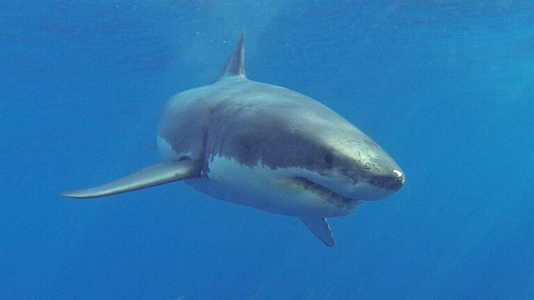 great-white-shark-isla-guadalupe.jpg
