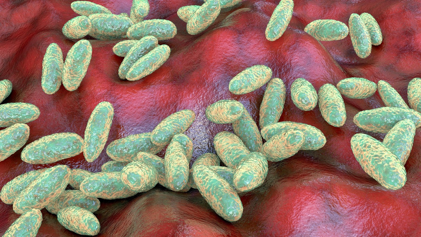 plague-bacteria-yersinia-pestis.jpg