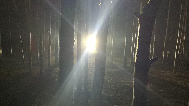 spooky-light-forest-horror.jpg