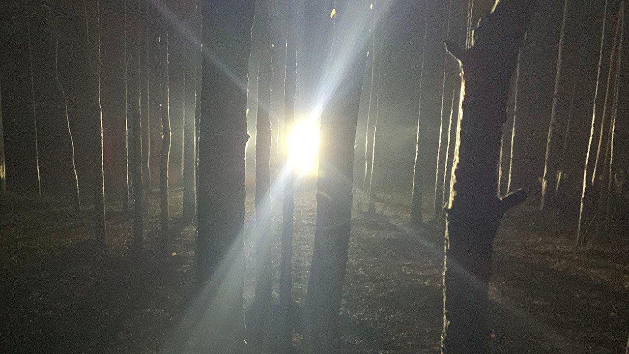 spooky-light-forest-horror.jpg