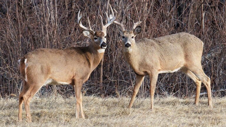 white-tailed-bucks-colorado-wooded-area.jpg