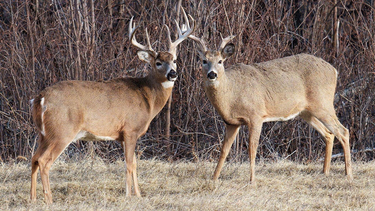 white-tailed-bucks-colorado-wooded-area.jpg